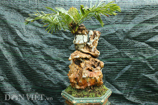 Cụ thiên tuế hơn 500 tuổi, có nụ hơn 1 năm vẫn chưa chịu nở hoa